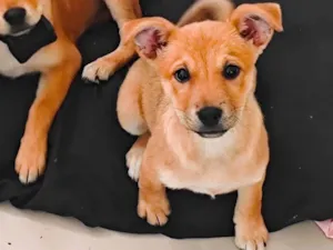 Cachorro raça SRD-ViraLata idade 2 a 6 meses nome Thunder