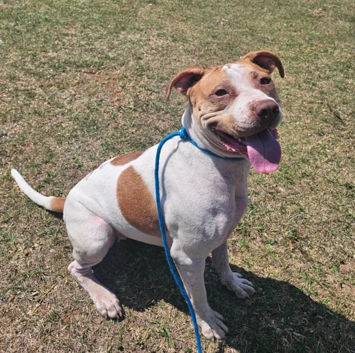 Cachorro ra a SRD-ViraLata idade 2 anos nome Rhana