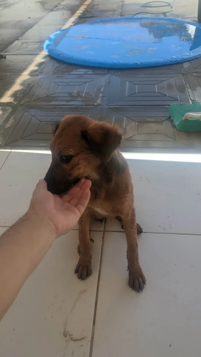 Cachorro ra a SRD-ViraLata idade 2 a 6 meses nome Sem nome 