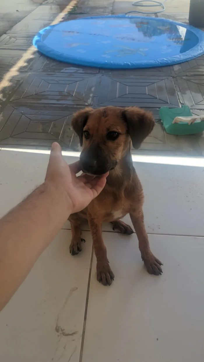 Cachorro ra a SRD-ViraLata idade 2 a 6 meses nome Sem nome 