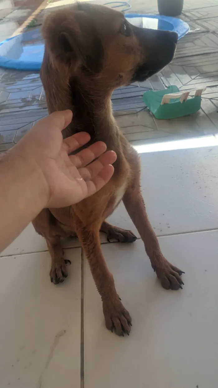 Cachorro ra a SRD-ViraLata idade 2 a 6 meses nome Sem nome 