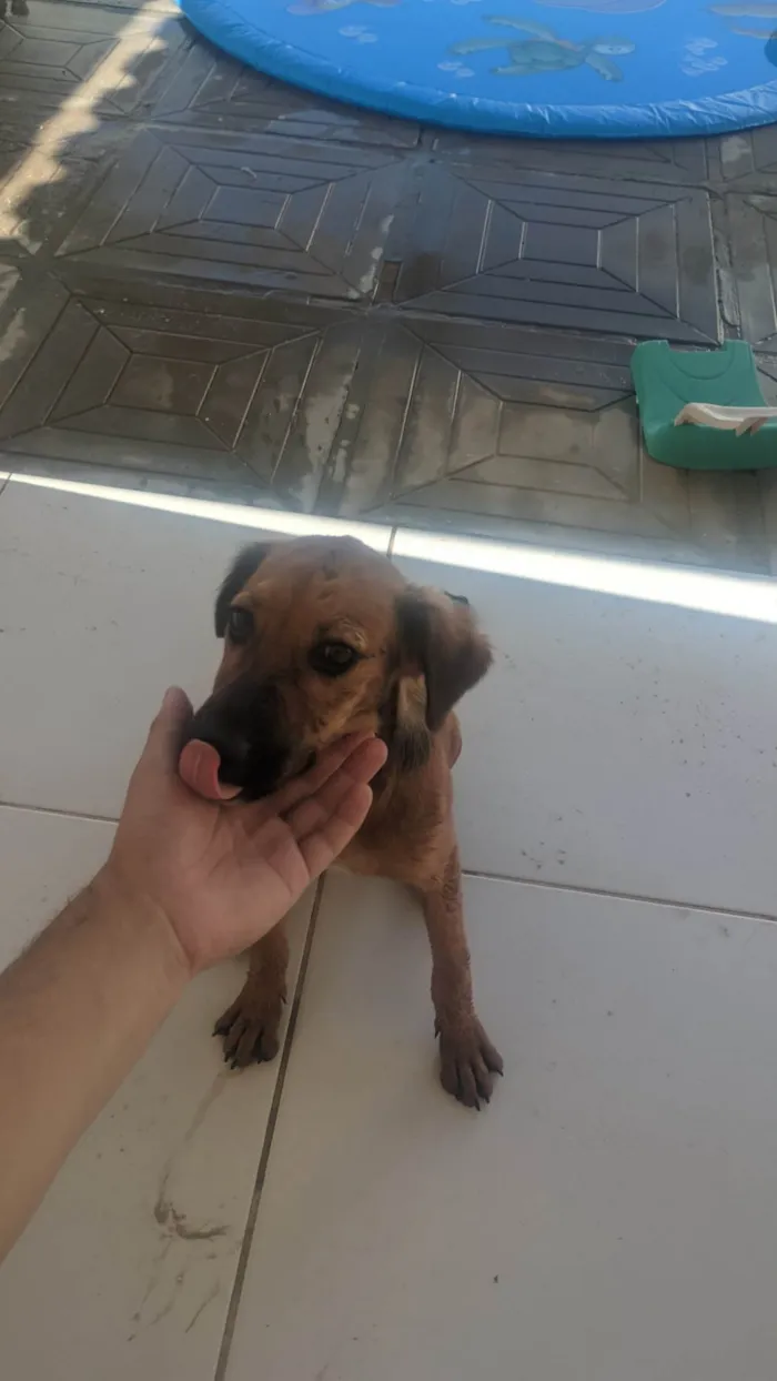 Cachorro ra a SRD-ViraLata idade 2 a 6 meses nome Sem nome 