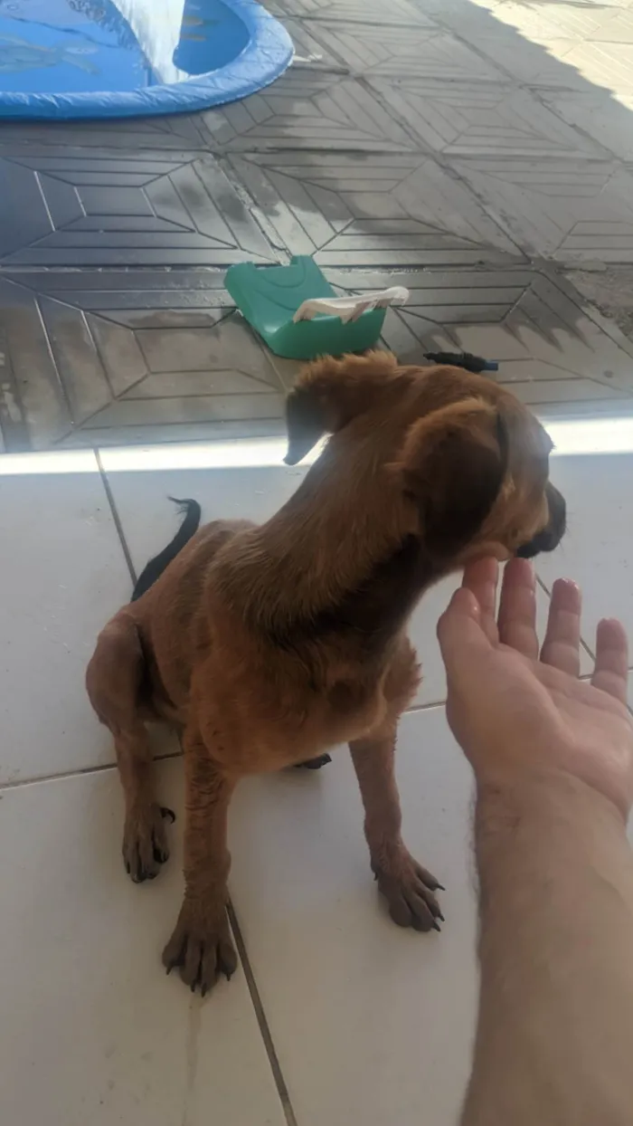 Cachorro ra a SRD-ViraLata idade 2 a 6 meses nome Sem nome 