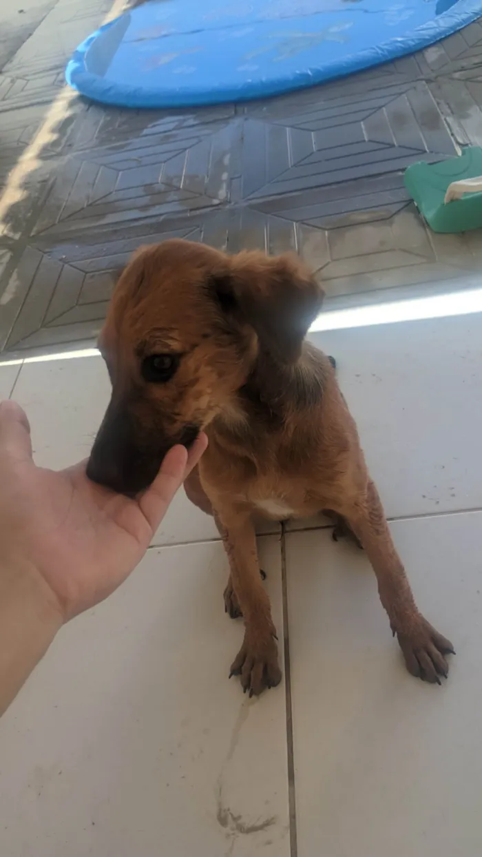 Cachorro ra a SRD-ViraLata idade 2 a 6 meses nome Sem nome 