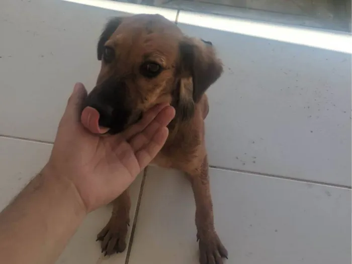 Cachorro ra a SRD-ViraLata idade 2 a 6 meses nome Sem nome 