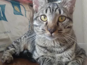 Gato raça SRD-ViraLata idade 7 a 11 meses nome Cinza