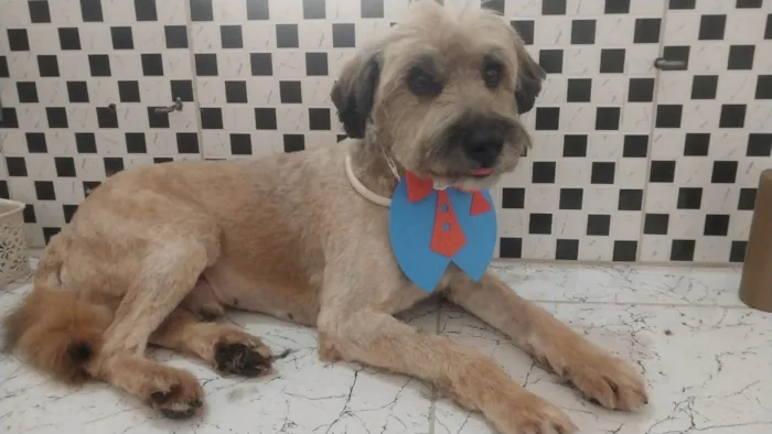 Cachorro ra a SRD-ViraLata idade 1 ano nome Thor 