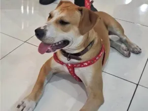 Cachorro raça SRD-ViraLata idade 7 a 11 meses nome Thor