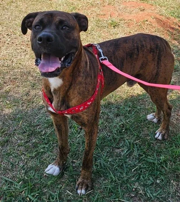 Cachorro ra a Boxer idade 1 ano nome Sem nome 