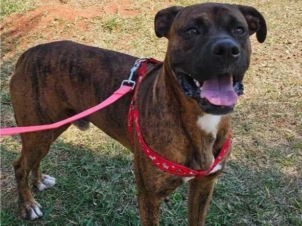 Cachorro ra a Boxer idade 1 ano nome Sem nome 