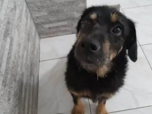 Cachorro raça SRD-ViraLata idade 2 anos nome Fred