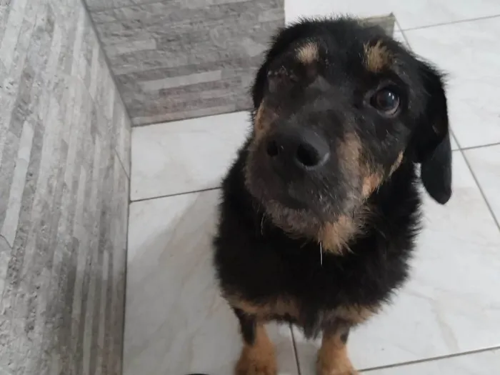 Cachorro ra a SRD-ViraLata idade 2 anos nome Fred