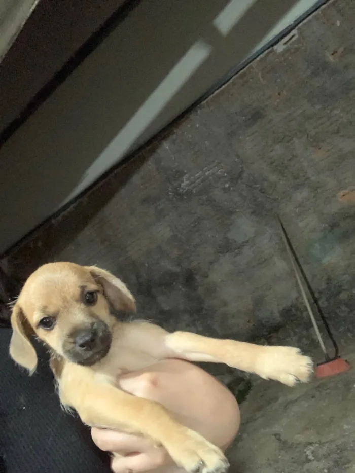 Cachorro ra a SRD-ViraLata idade Abaixo de 2 meses nome Bredy