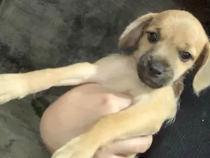 Cachorro raça SRD-ViraLata idade Abaixo de 2 meses nome Bredy