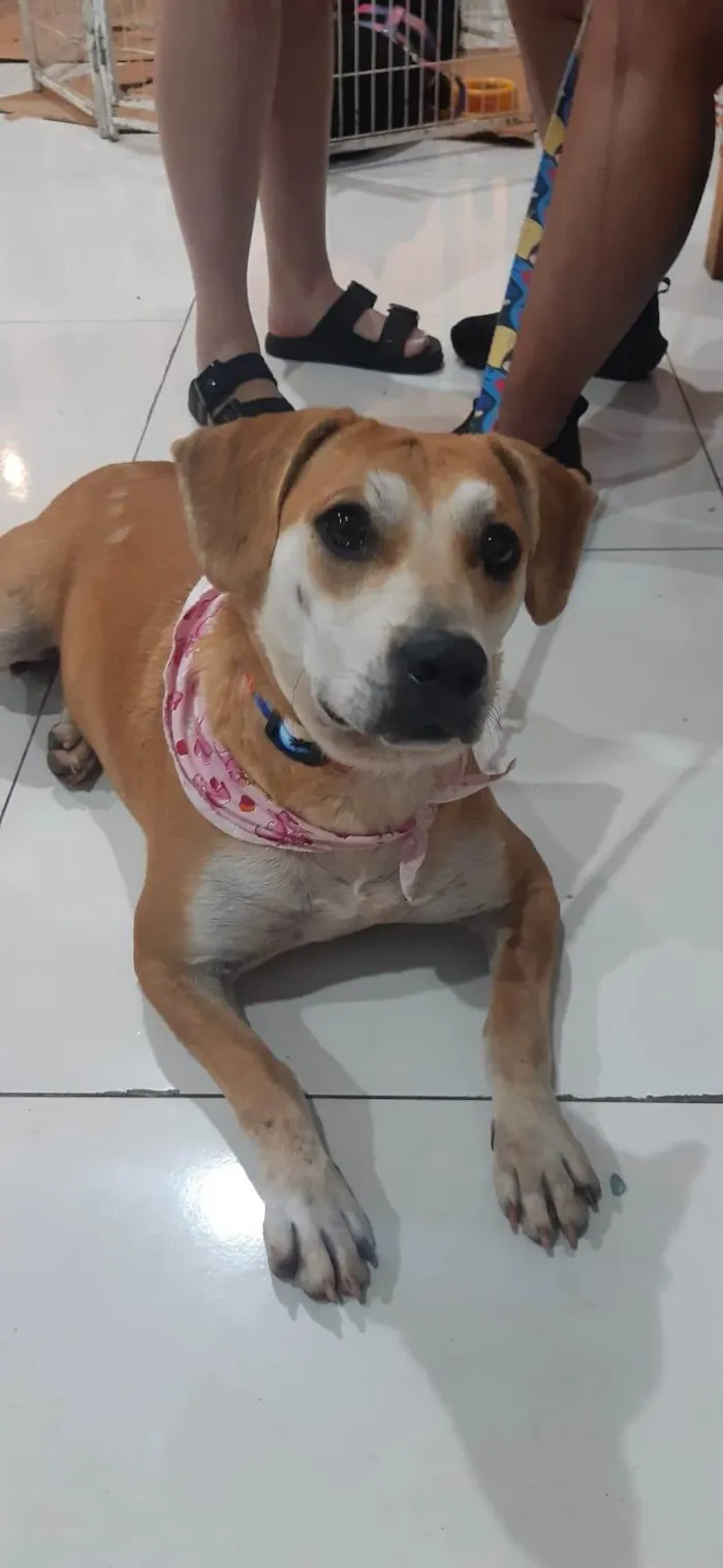 Cachorro ra a SRD-ViraLata idade 2 anos nome Mell