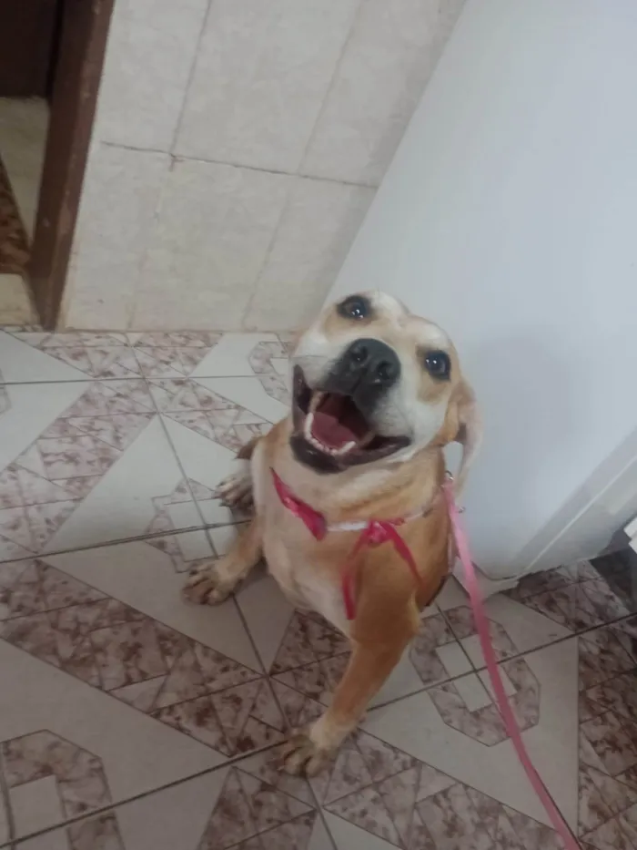 Cachorro ra a SRD-ViraLata idade 2 anos nome Mell