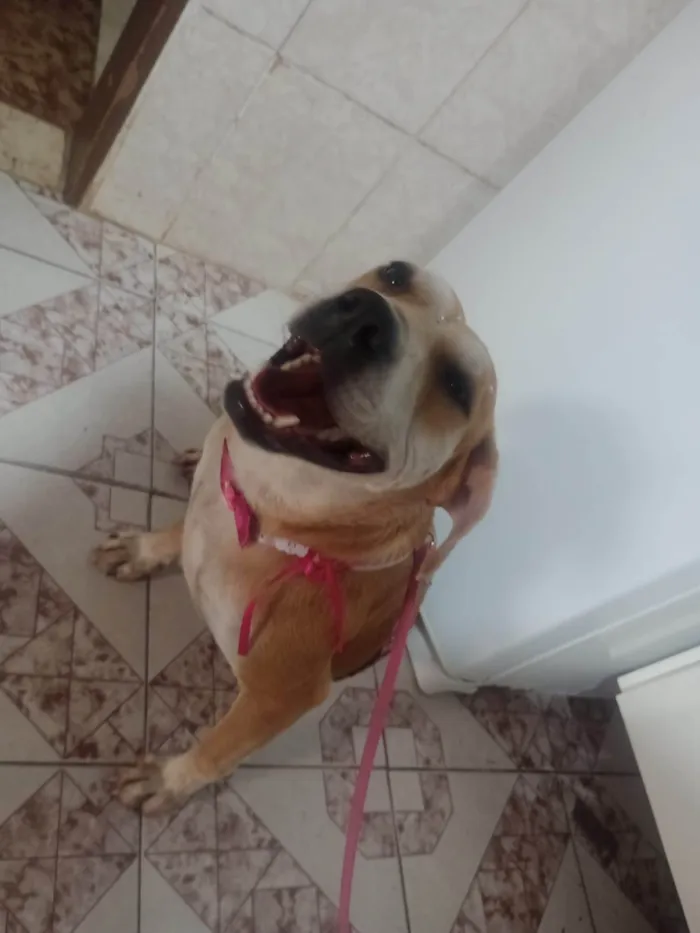 Cachorro ra a SRD-ViraLata idade 2 anos nome Mell