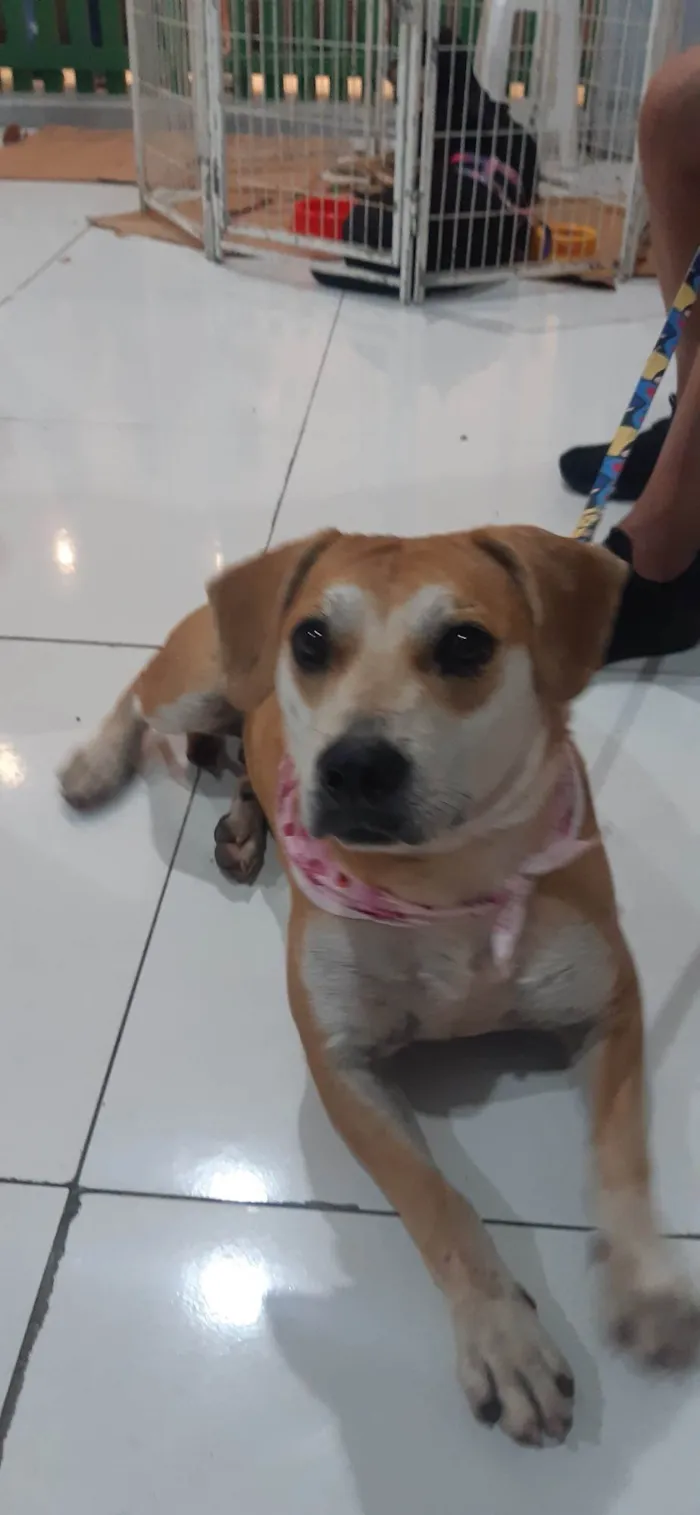 Cachorro ra a SRD-ViraLata idade 2 anos nome Mell