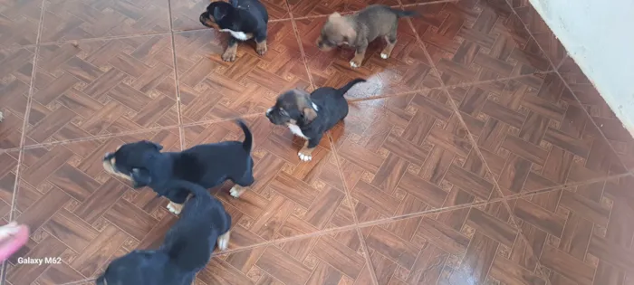 Cachorro ra a SRD-ViraLata idade Abaixo de 2 meses nome Cachorrinhos para adoção 