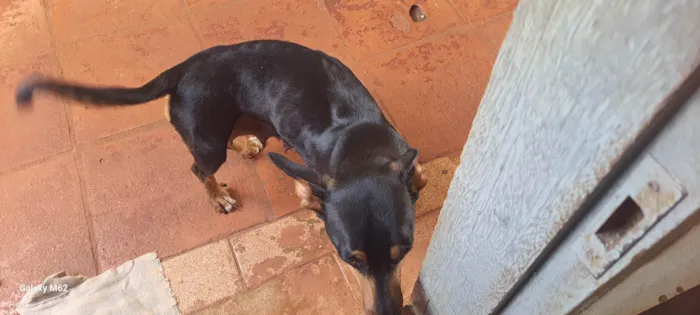 Cachorro ra a SRD-ViraLata idade Abaixo de 2 meses nome Cachorrinhos para adoção 