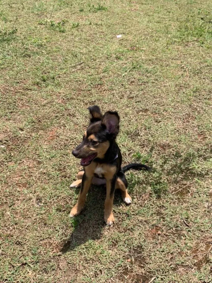 Cachorro ra a SRD-ViraLata idade 2 a 6 meses nome maya