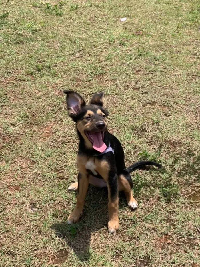 Cachorro ra a SRD-ViraLata idade 2 a 6 meses nome maya