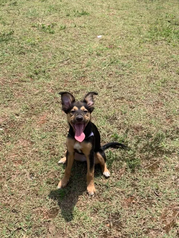 Cachorro ra a SRD-ViraLata idade 2 a 6 meses nome maya