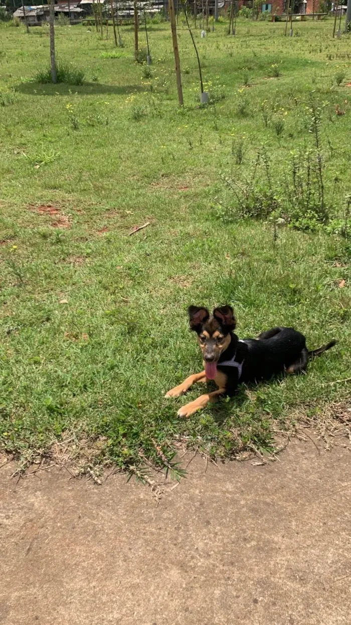 Cachorro ra a SRD-ViraLata idade 2 a 6 meses nome maya