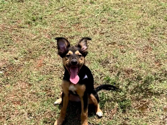 Cachorro ra a SRD-ViraLata idade 2 a 6 meses nome maya