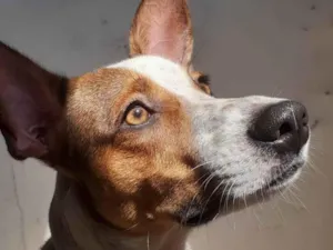 Cachorro raça SRD-ViraLata idade 3 anos nome Papito