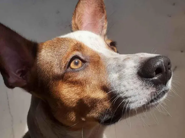 Cachorro ra a SRD-ViraLata idade 3 anos nome Papito