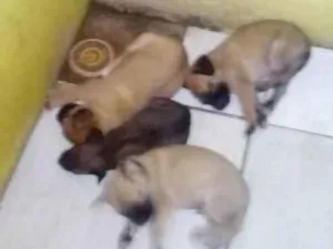 Cachorro raça SRD-ViraLata idade 2 a 6 meses nome Sem nome ainda 