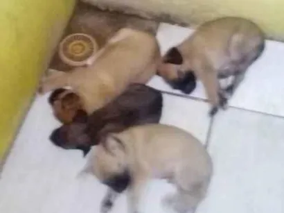 Cachorro raça SRD-ViraLata idade 2 a 6 meses nome Sem nome ainda 