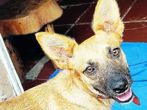 Cachorro raça SRD-ViraLata idade 4 anos nome Laica 