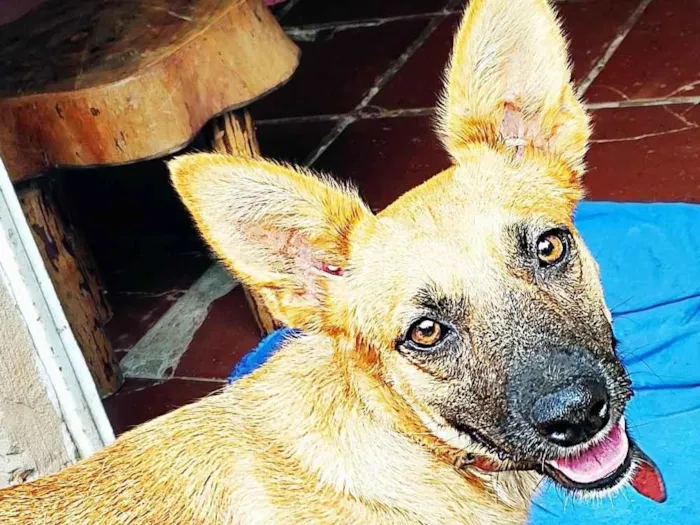 Cachorro ra a SRD-ViraLata idade 4 anos nome Laica 