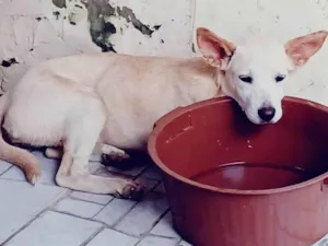 Cachorro raça SRD-ViraLata idade 2 a 6 meses nome Branca