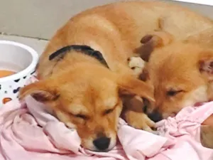 Cachorro raça SRD-ViraLata idade 2 a 6 meses nome Sam e Thunder 