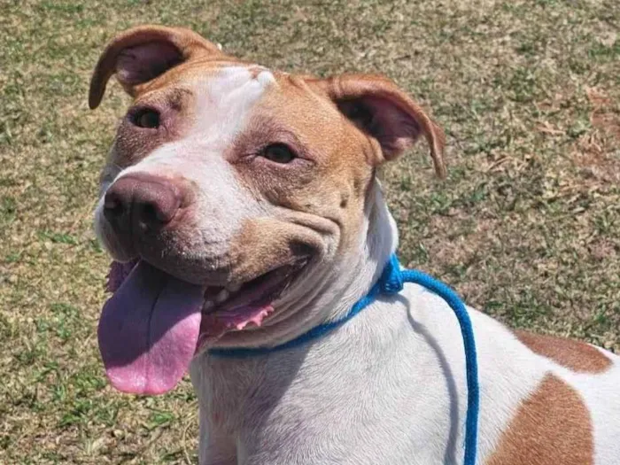 Cachorro ra a SRD-ViraLata idade 2 anos nome Rhana