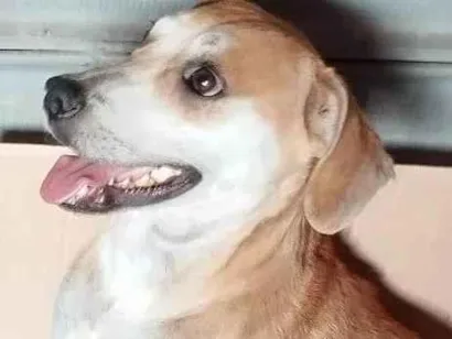 Cachorro raça SRD-ViraLata idade 2 anos nome Mell