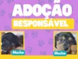 Cachorrinhos para adoção 