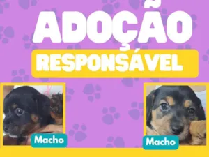 Cachorro raça SRD-ViraLata idade Abaixo de 2 meses nome Cachorrinhos para adoção 