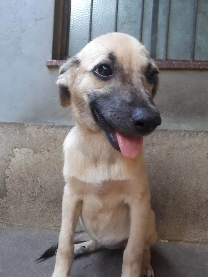 Cachorro ra a SRD-ViraLata idade 2 a 6 meses nome sem nome