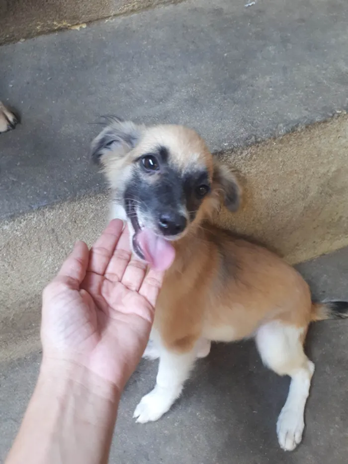 Cachorro ra a SRD-ViraLata idade 2 a 6 meses nome sem nome