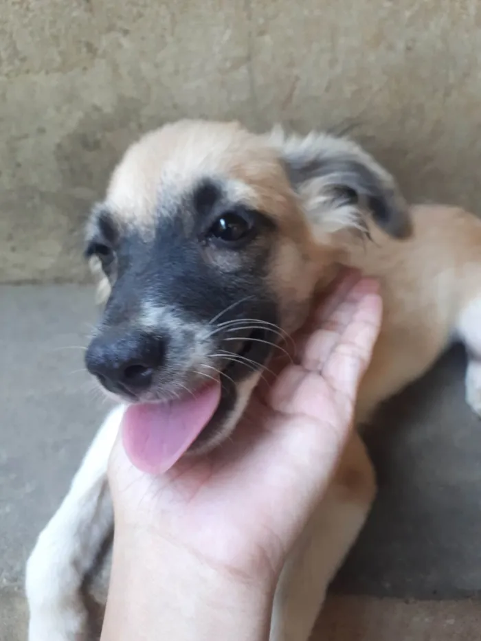 Cachorro ra a SRD-ViraLata idade 2 a 6 meses nome sem nome