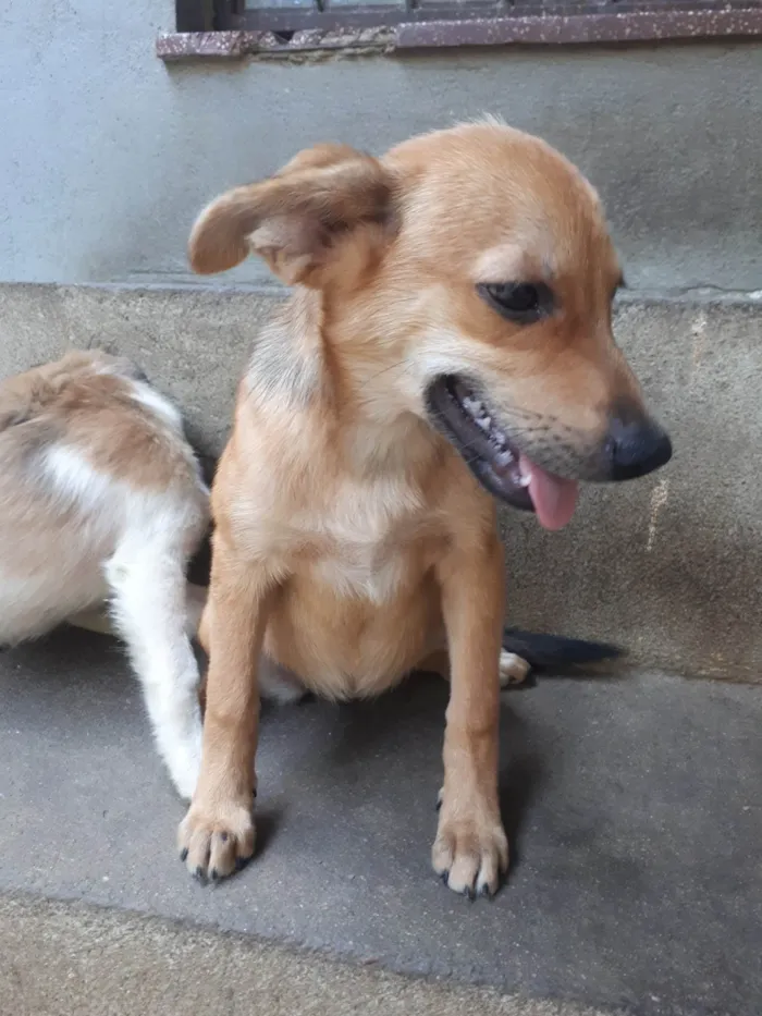 Cachorro ra a SRD-ViraLata idade 2 a 6 meses nome sem nome