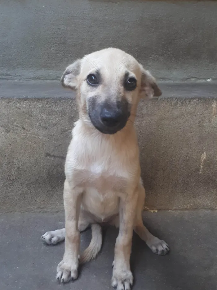 Cachorro ra a SRD-ViraLata idade 2 a 6 meses nome sem nome