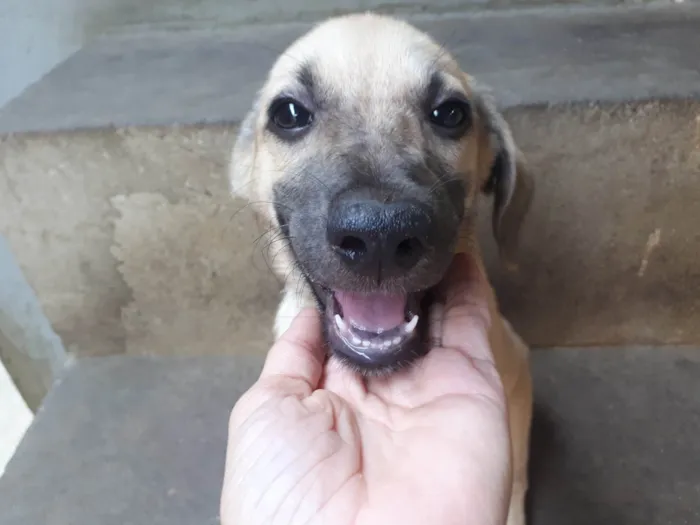 Cachorro ra a SRD-ViraLata idade 2 a 6 meses nome sem nome