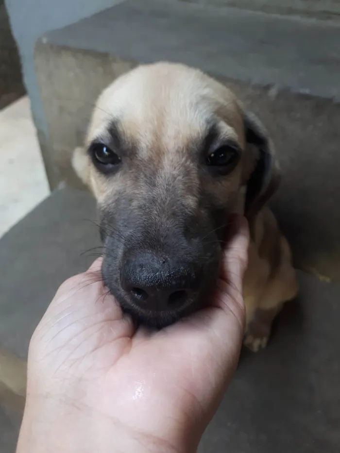 Cachorro ra a SRD-ViraLata idade 2 a 6 meses nome sem nome