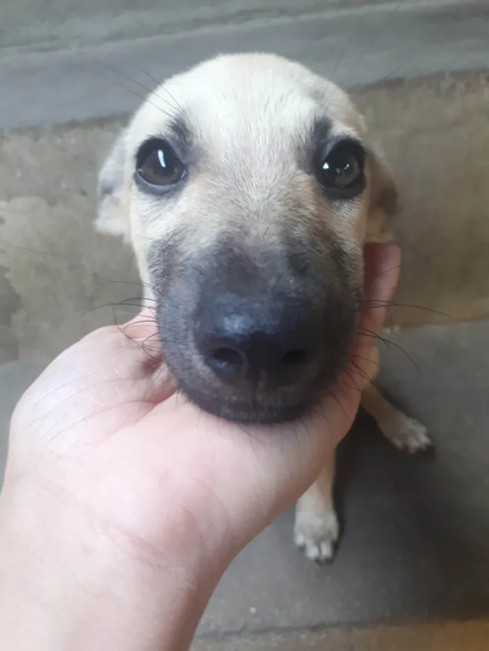 Cachorro ra a SRD-ViraLata idade 2 a 6 meses nome sem nome