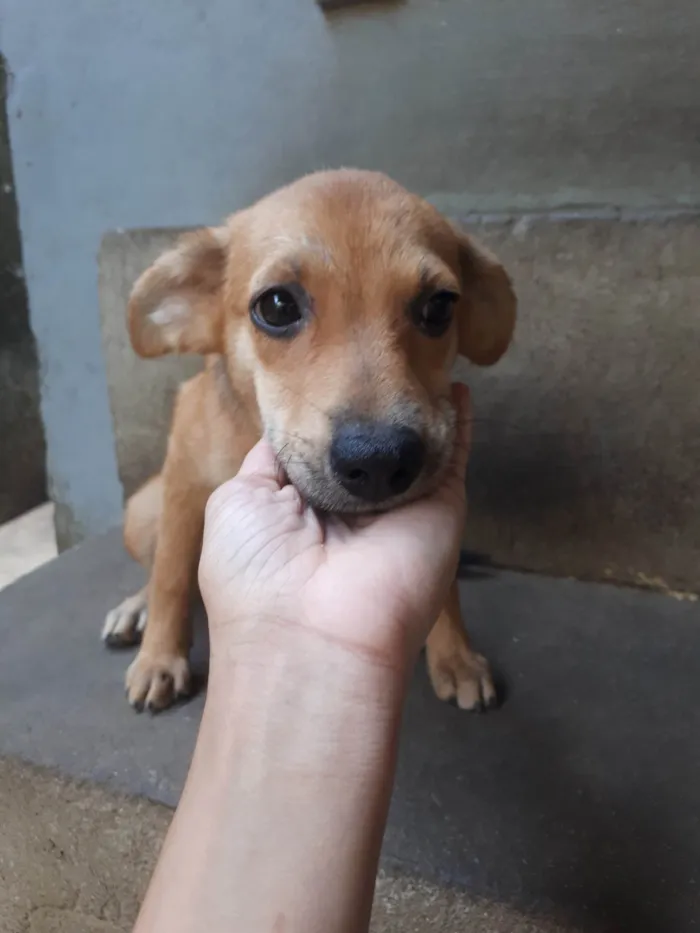 Cachorro ra a SRD-ViraLata idade 2 a 6 meses nome sem nome